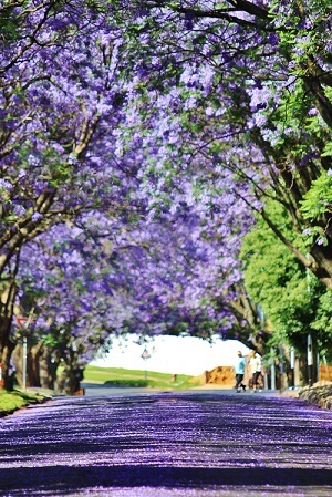 Purple Jacaranda tree in bloom | Featured image for How Pacific’s Transcription Quote Calculator Helps Australian Researchers blog for Pacific Transcription.