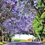Jacarandas in bloom signals it's time for researchers to acquit their research grants.